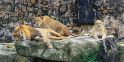 two female lions and one male lion are laying on a rock