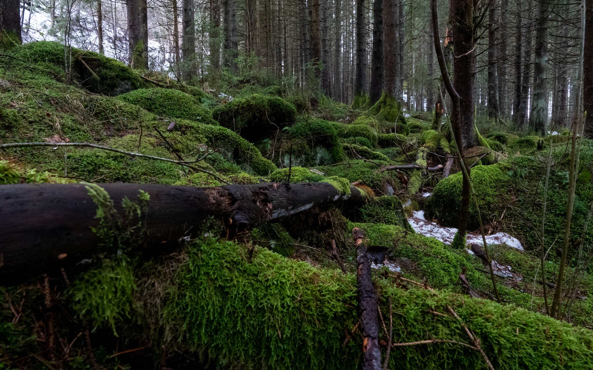 picture of the forest with moss and fallen trees. there is a little bit of snow between the trees